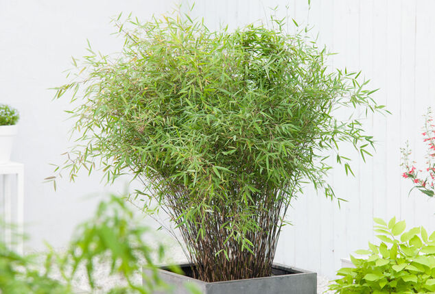 Bambou fargesia rufa terrasse - Vente en ligne de bambou brise-vue