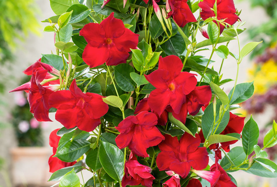 Pianta di Mandevilla 