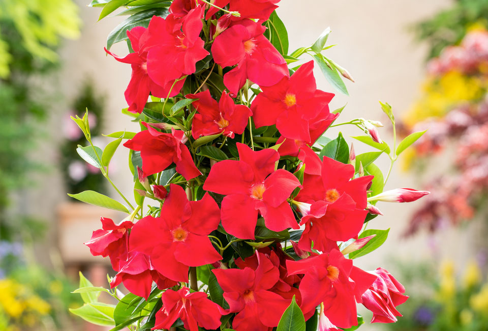 Pianta di Mandevilla 