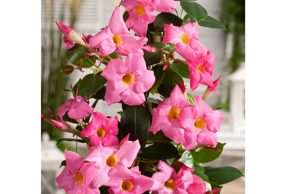 Pianta di Mandevilla 