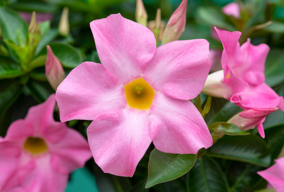 Pianta di Mandevilla 