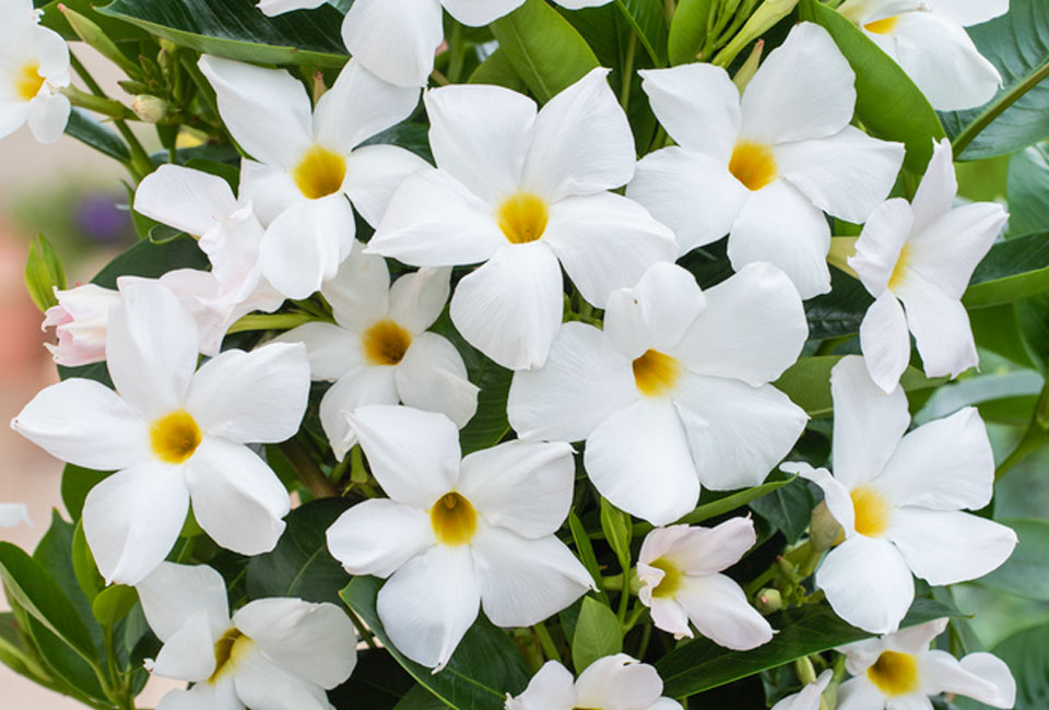 Pianta di Mandevilla 