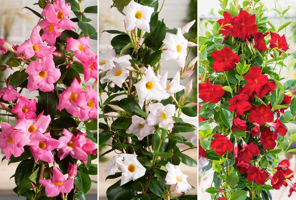 Pianta di Mandevilla 