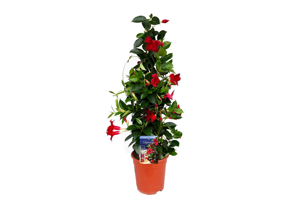 Pianta di Mandevilla 