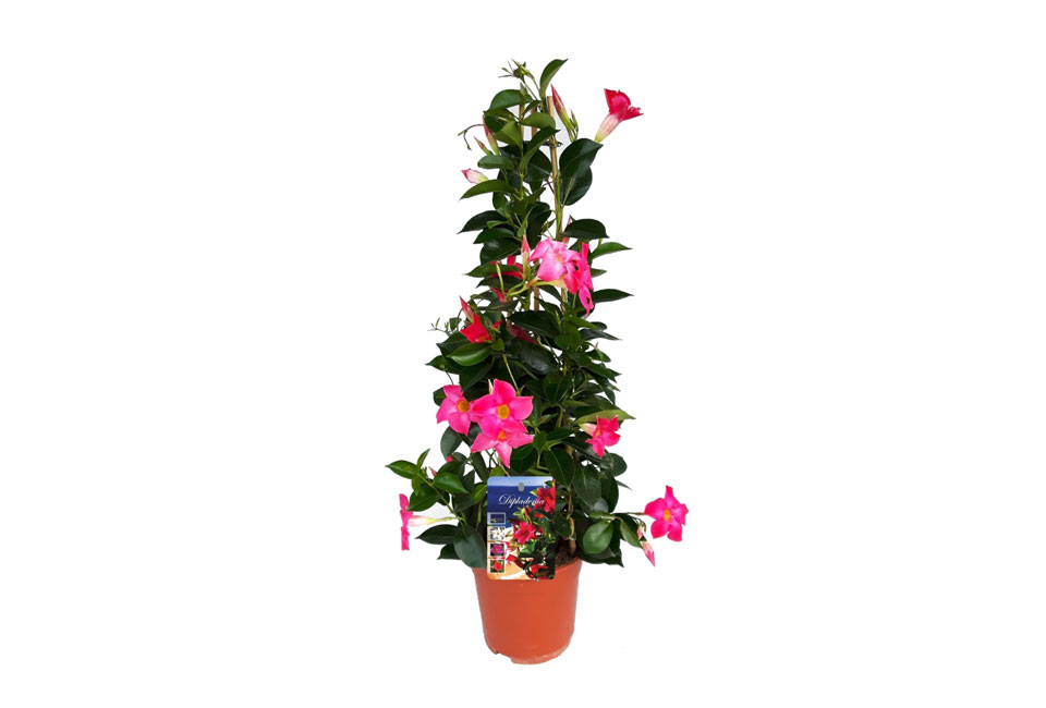 Pianta di Mandevilla 