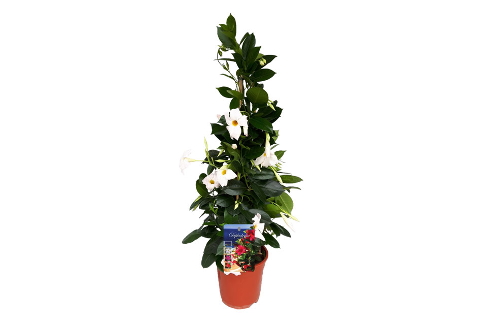 Pianta di Mandevilla 
