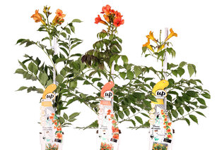 Mélange de 3 magnifiques Campsis radicans — 2