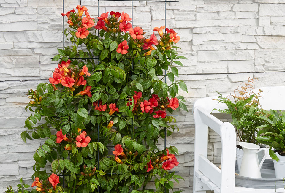 Mélange de 3 magnifiques Campsis radicans