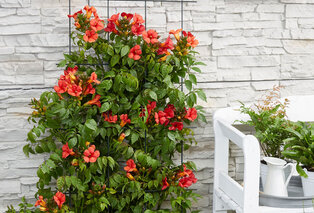 Mélange de 3 magnifiques Campsis radicans — 3