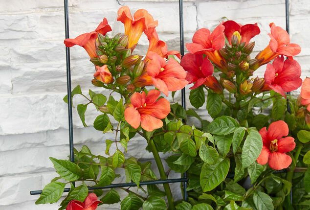 Mélange de 3 magnifiques Campsis radicans