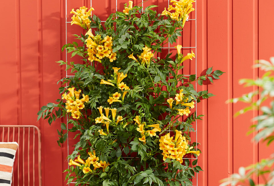 Mélange de 3 magnifiques Campsis radicans