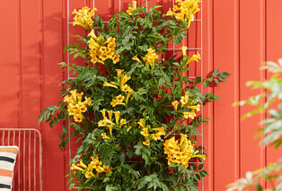 Mélange de 3 magnifiques Campsis radicans — 5
