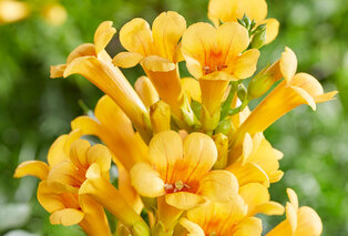 Mélange de 3 magnifiques Campsis radicans — 6