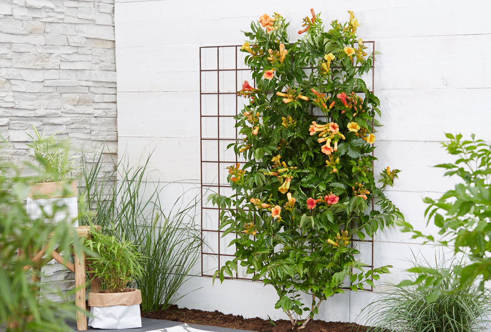 Mélange de 3 magnifiques Campsis radicans