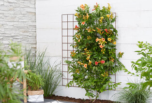 Mélange de 3 magnifiques Campsis radicans — 7