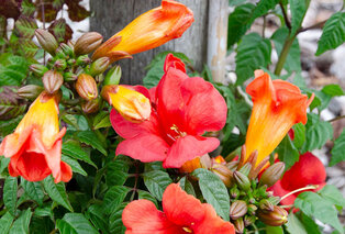 Mélange de 3 magnifiques Campsis radicans — 8