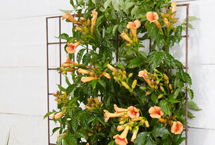 Mélange de 3 magnifiques Campsis radicans — 9