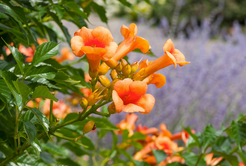 Mélange de 3 magnifiques Campsis radicans