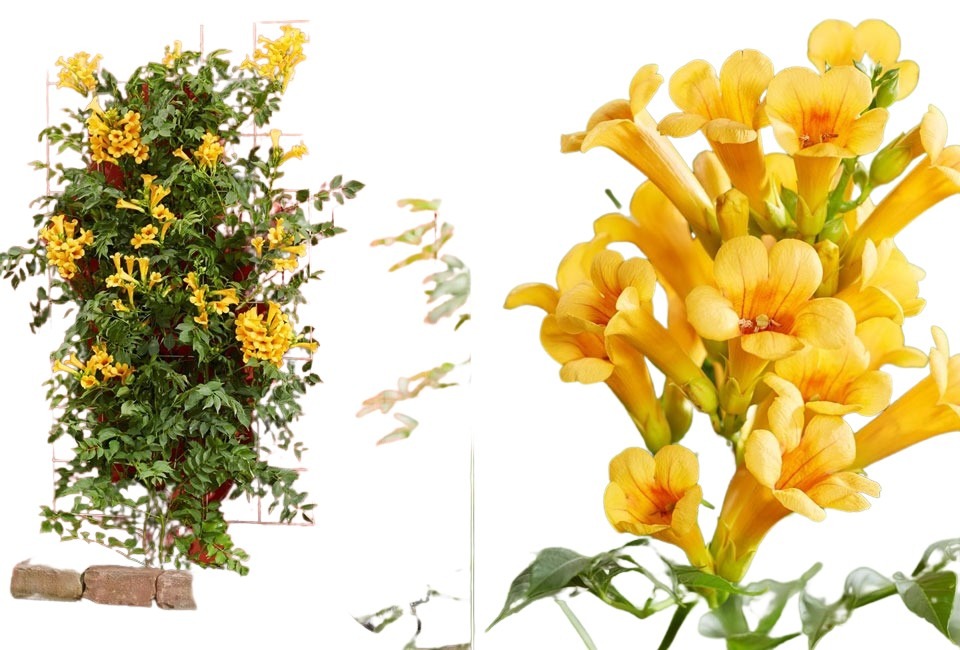 Mélange de 3 magnifiques Campsis radicans