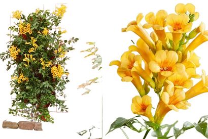 Mélange de 3 magnifiques Campsis radicans — 11