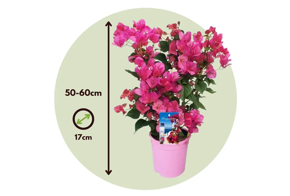 Bougainvillea p&aring; st&auml;llning 