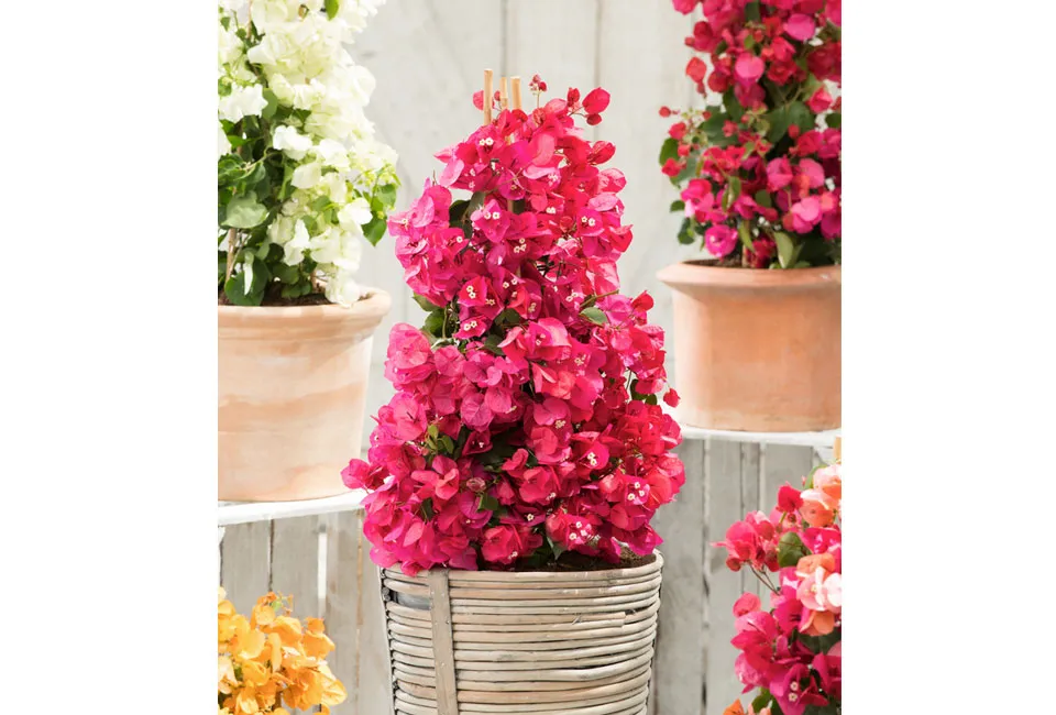 Bougainvillea p&aring; st&auml;llning 
