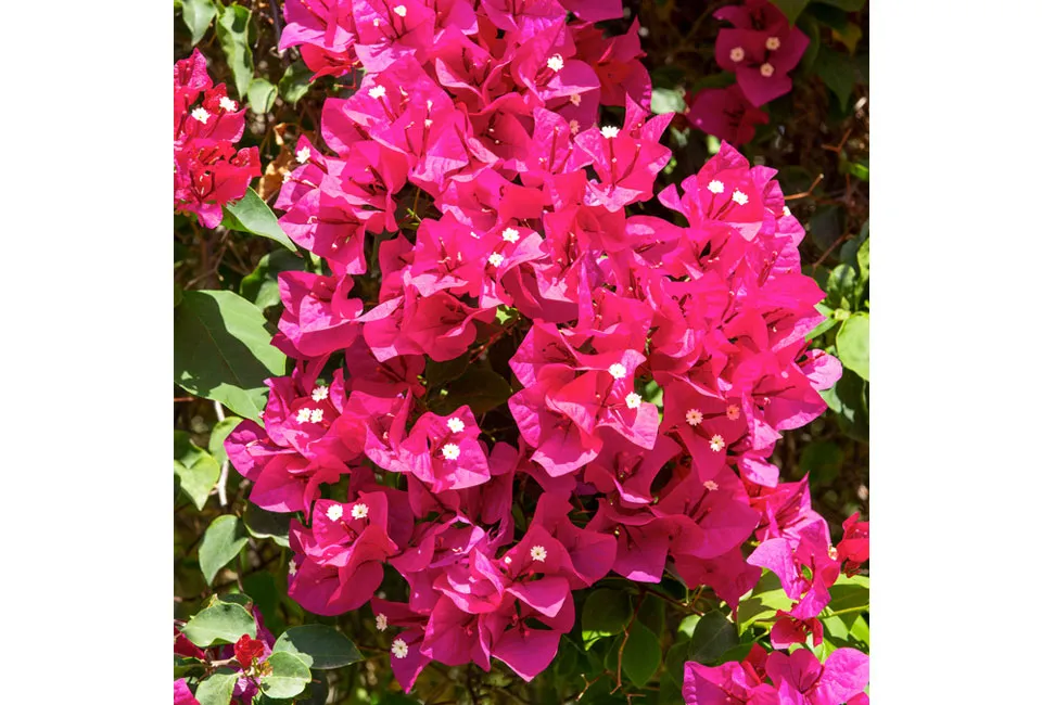 Bougainvillea p&aring; st&auml;llning 