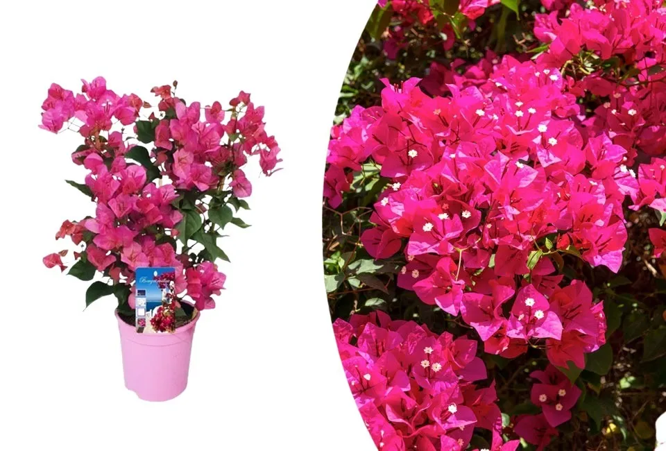 Bougainvillea p&aring; st&auml;llning 