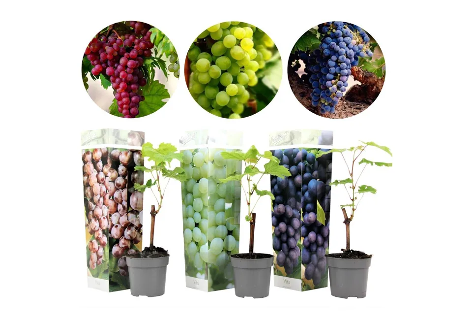 Mix druivenplanten