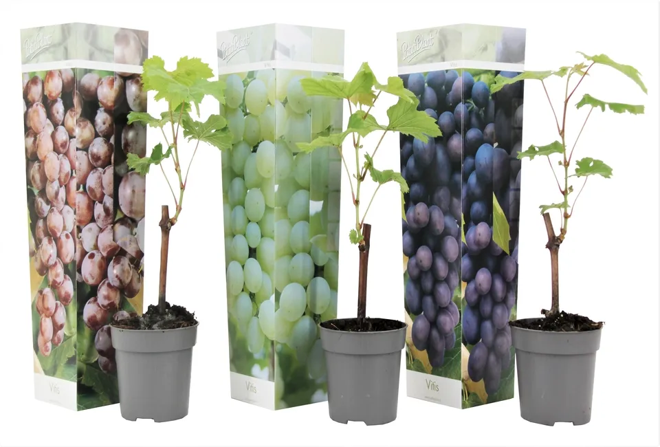 Mix druivenplanten