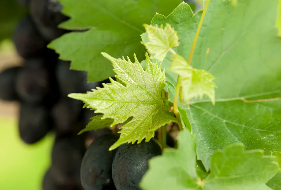 Mix druivenplanten
