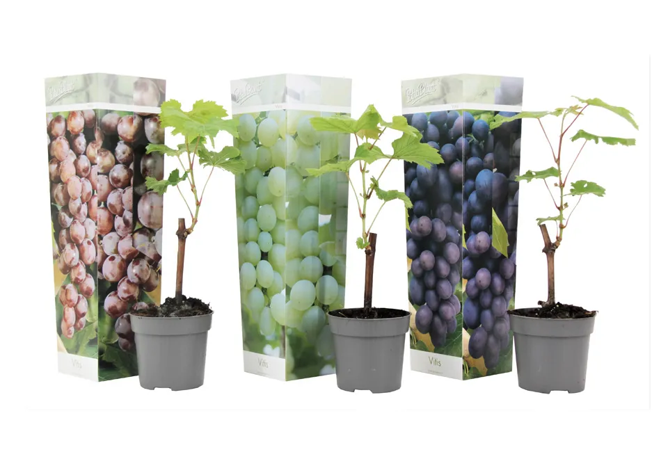 Mix druivenplanten