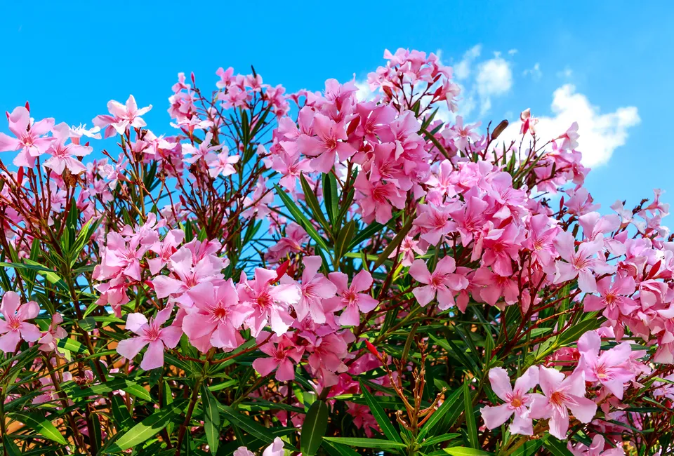 Oleander planten