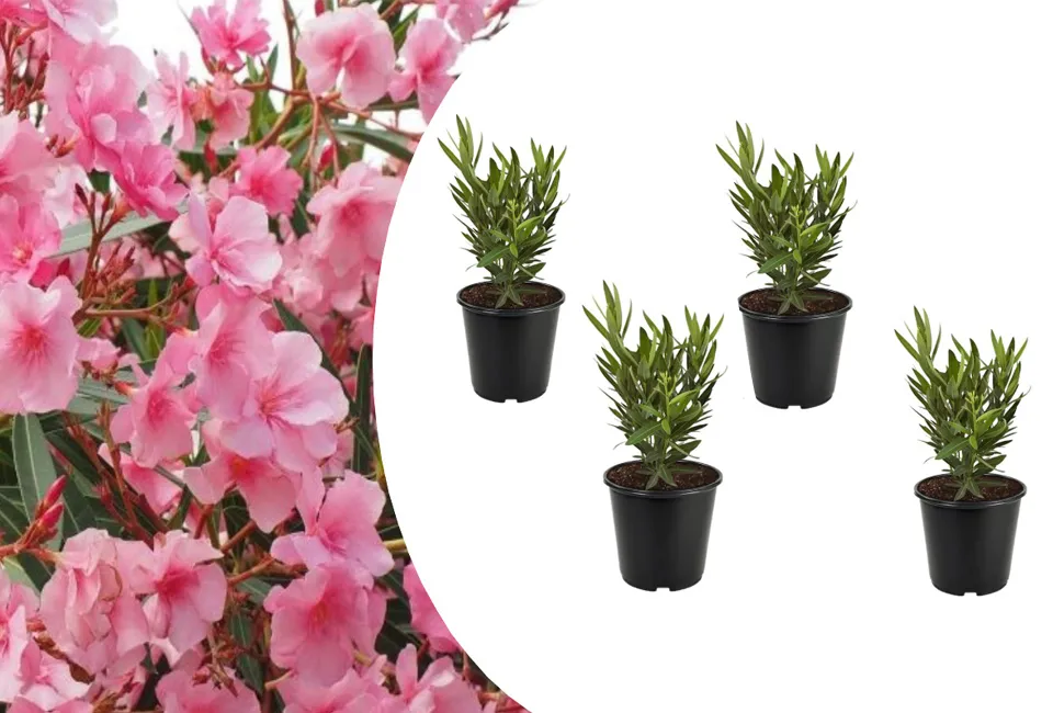 Oleander planten