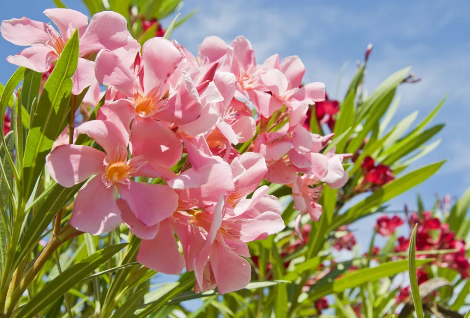 Oleander planten