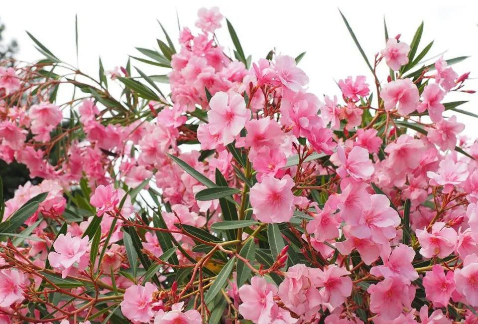 Oleander planten
