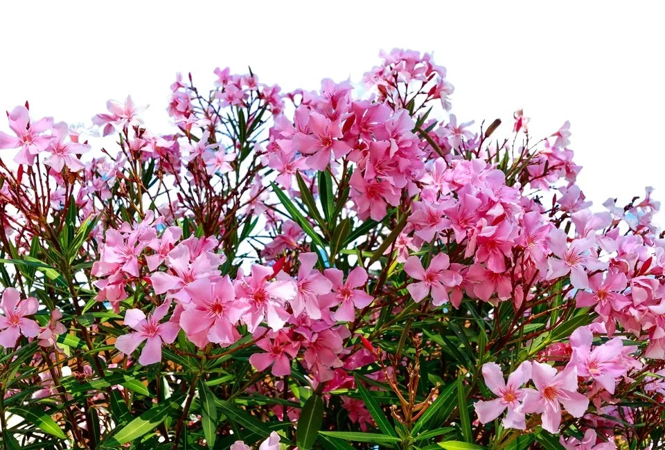 Oleander planten