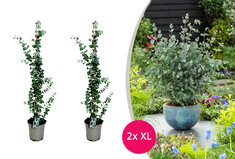 Eucalyptusboom XL