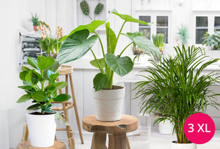 Set di 3 piante da appartamento