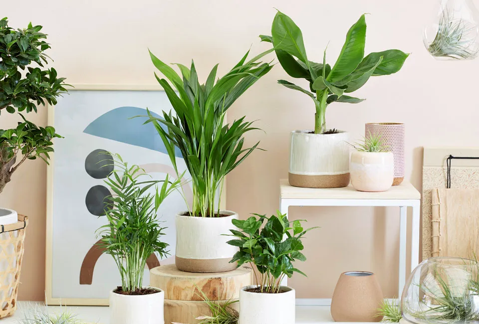 Set van 4 kamerplanten