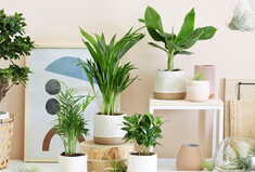 Set van 4 kamerplanten