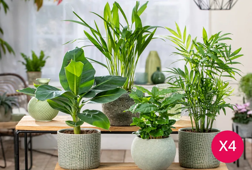 Set van 4 kamerplanten