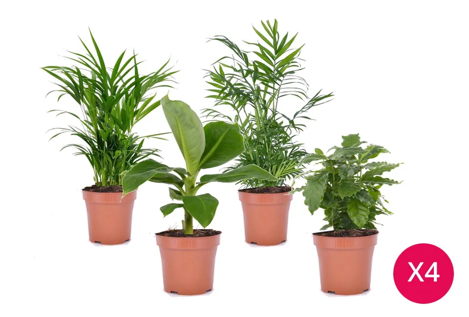 Set van 4 kamerplanten