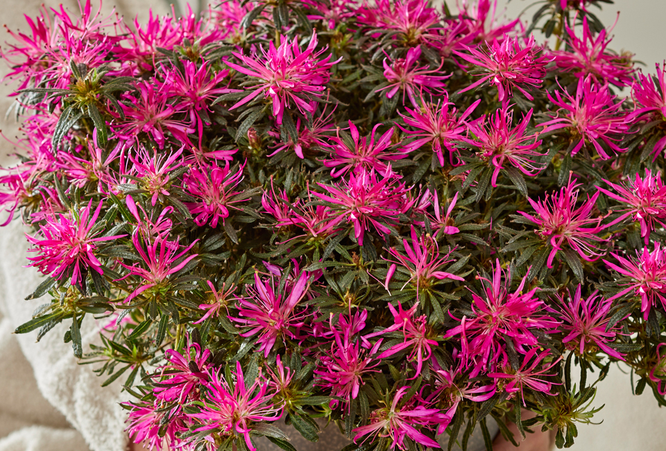 Apportez de la couleur à votre jardin avec ce lot de 3 azalées japonaises