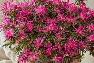 Apportez de la couleur à votre jardin avec ce lot de 3 azalées japonaises — 2