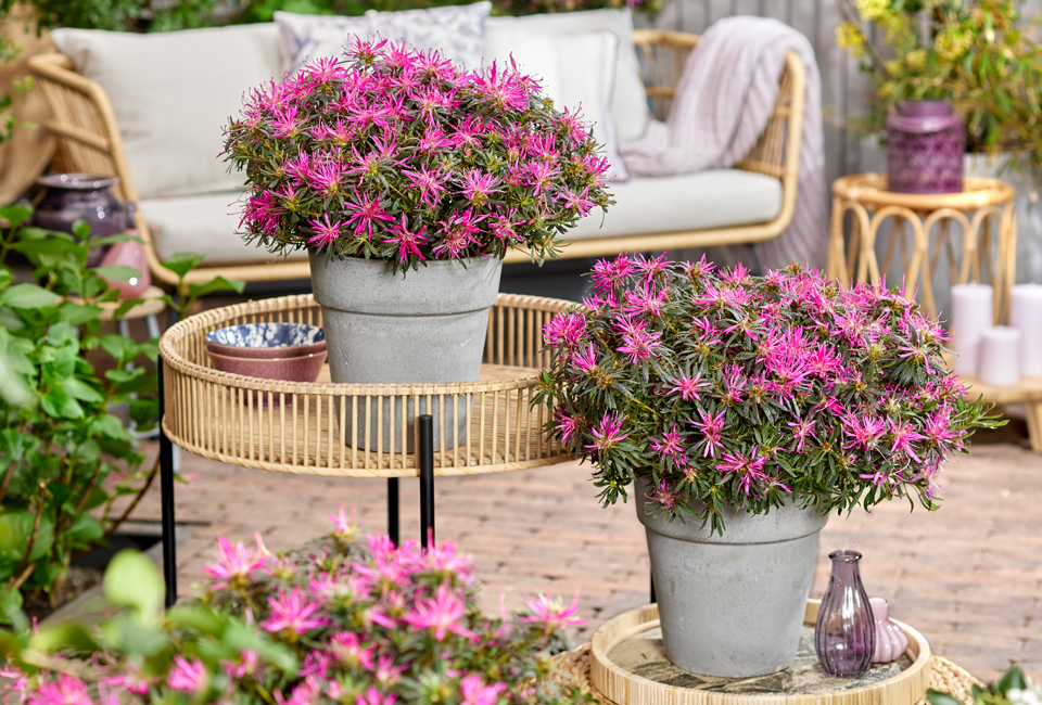 Apportez de la couleur à votre jardin avec ce lot de 3 azalées japonaises