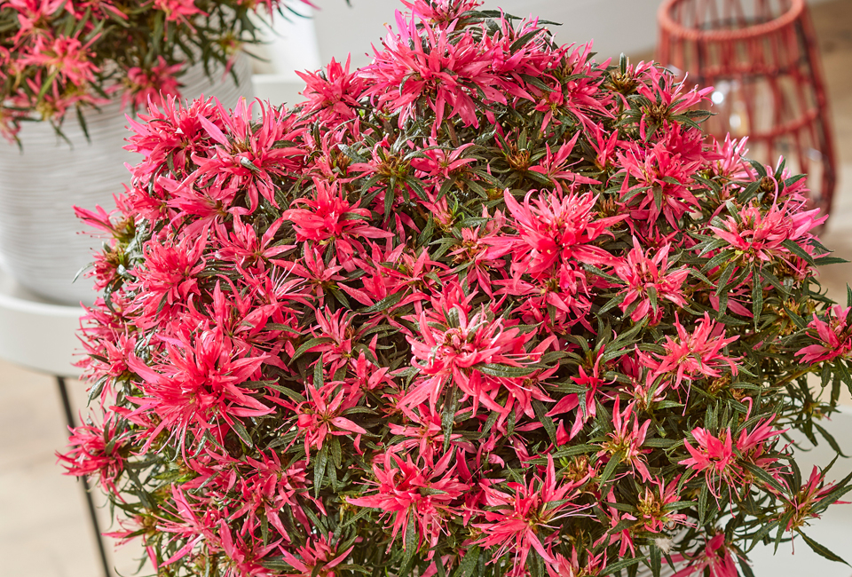 Apportez de la couleur à votre jardin avec ce lot de 3 azalées japonaises