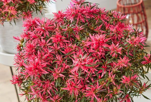 Apportez de la couleur à votre jardin avec ce lot de 3 azalées japonaises