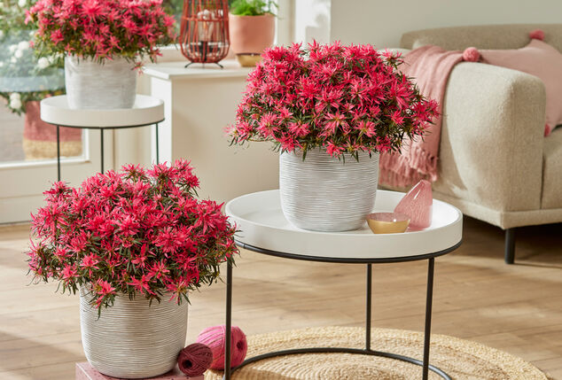 Apportez de la couleur à votre jardin avec ce lot de 3 azalées japonaises