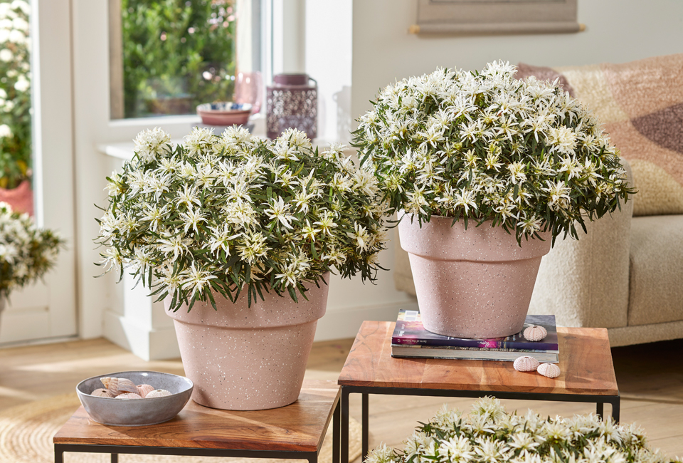 Apportez de la couleur à votre jardin avec ce lot de 3 azalées japonaises